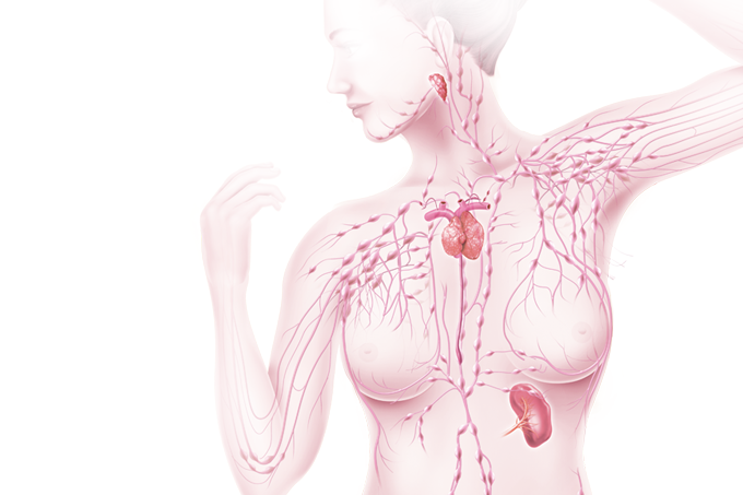 sistema linf&aacute;tico